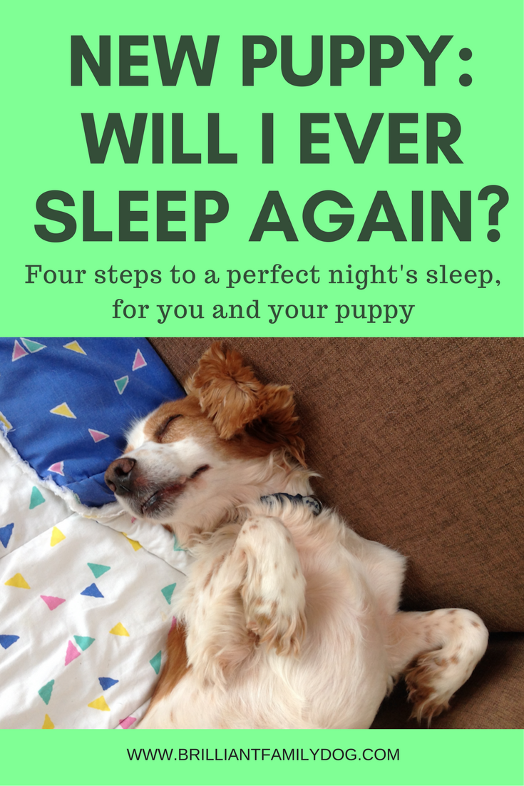 When Do Labrador Puppies Sleep Through The Night Vet Advises